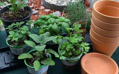 Ancestral Skills: Gardening / Container Gardens Part I – Basics
