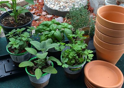 Ancestral Skills: Gardening / Container Gardens Part I – Basics