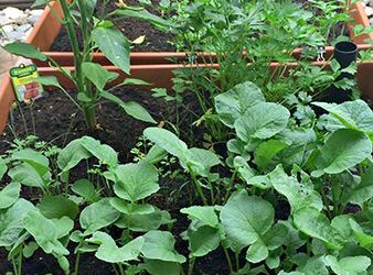 Ancestral Skills: Gardening / Container Gardens Part II – Lessons Learned
