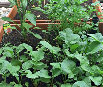 Ancestral Skills: Gardening / Container Gardens Part II – Lessons Learned
