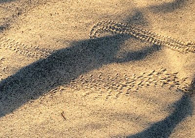 Camping / Bushcraft: Books About Tracking