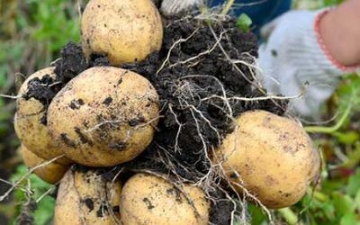 Ancestral Skills: Gardening / How to Grow Potatoes in a Bucket